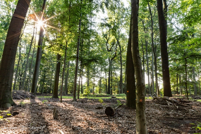 Ruhestätte Natur Herten